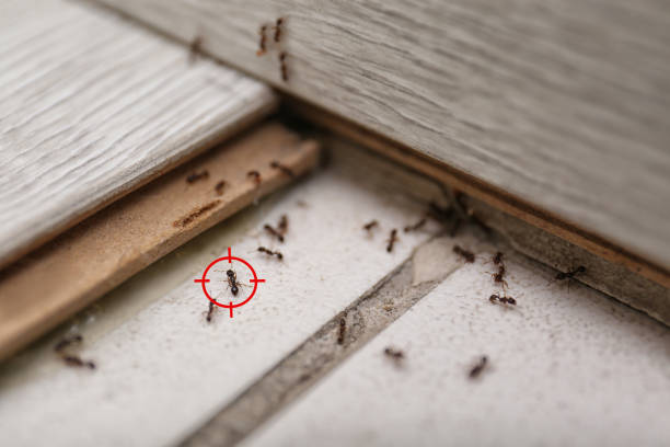 Best Termite Control Services  in Angels, CA