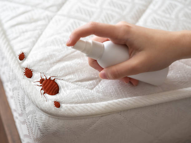 Best Ant Control Services  in Angels, CA
