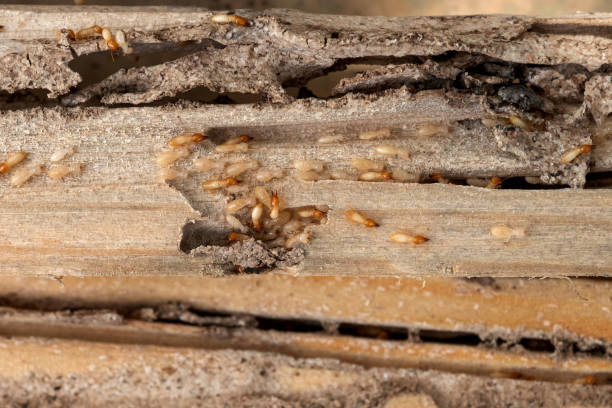 Best Bed Bug Extermination  in Angels, CA