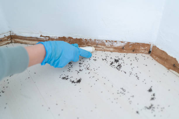 Best Affordable Pest Control Services  in Angels, CA